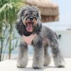 Pet Harness For Dog ; No Pull Breathable Dog Vest Harness For Walking; Anti Escape Dog Harness